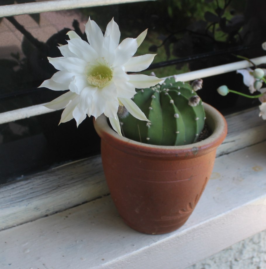 Росинка круглолистная