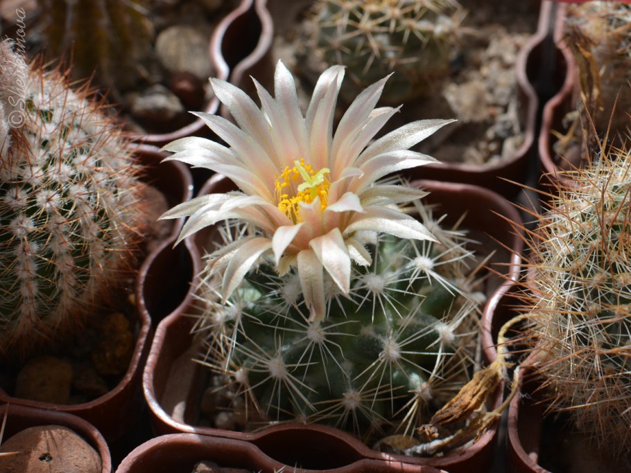 Апорокактус плетевидный