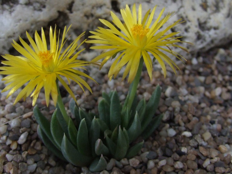 Опунция мелковолосистая