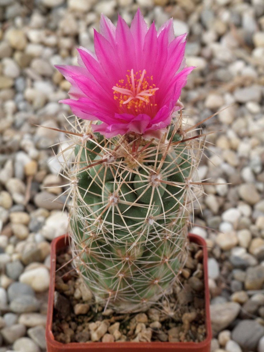 Кактус Echinofossulocactus multicostatus