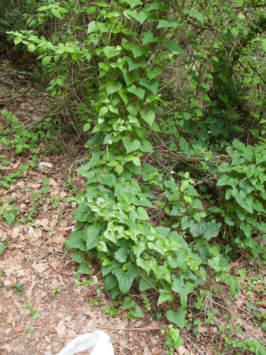 Растение диоскорея Кавказская