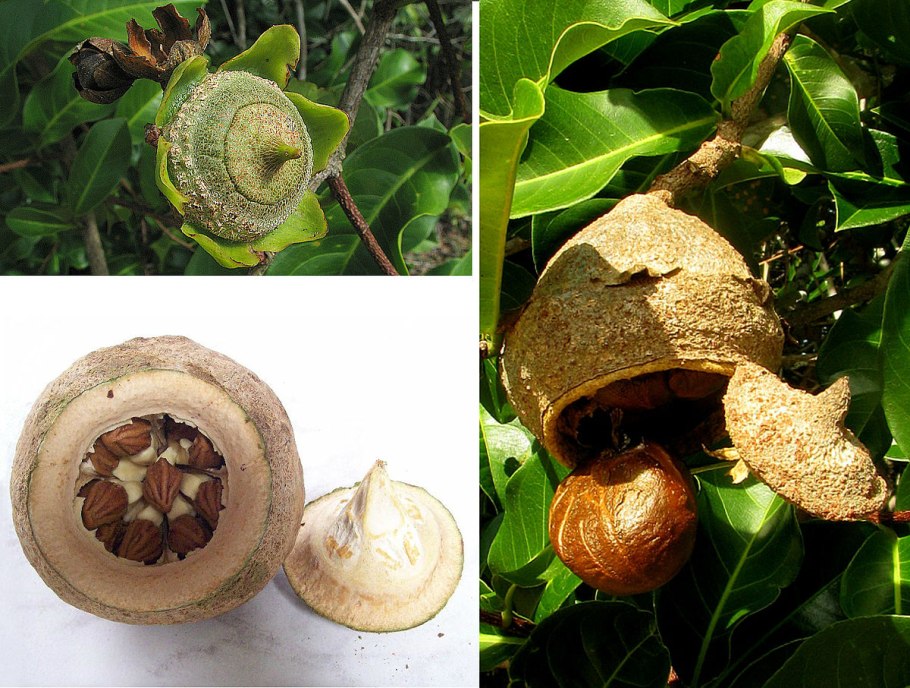 Лецитис Райский орех дерево