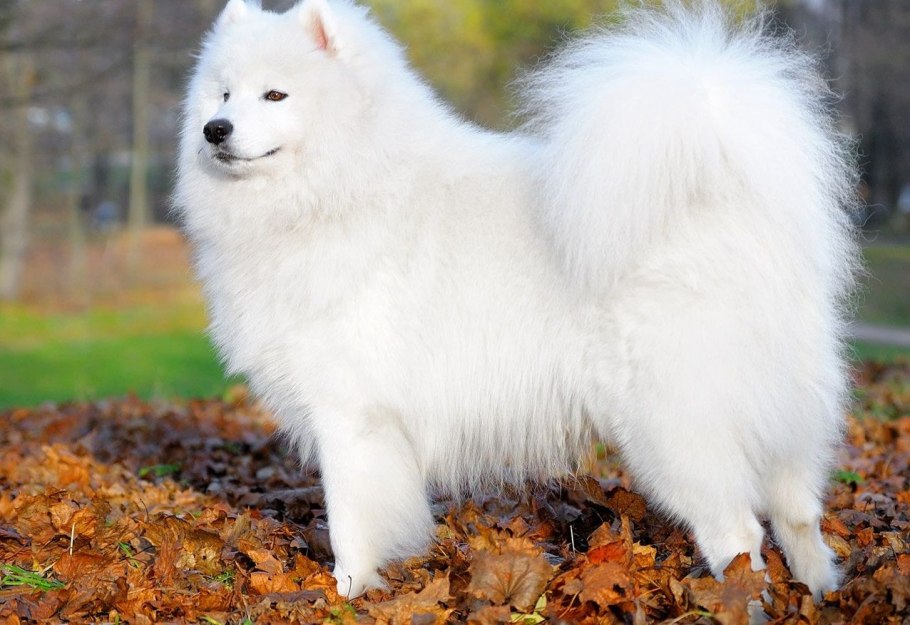 Дионея мухоловка