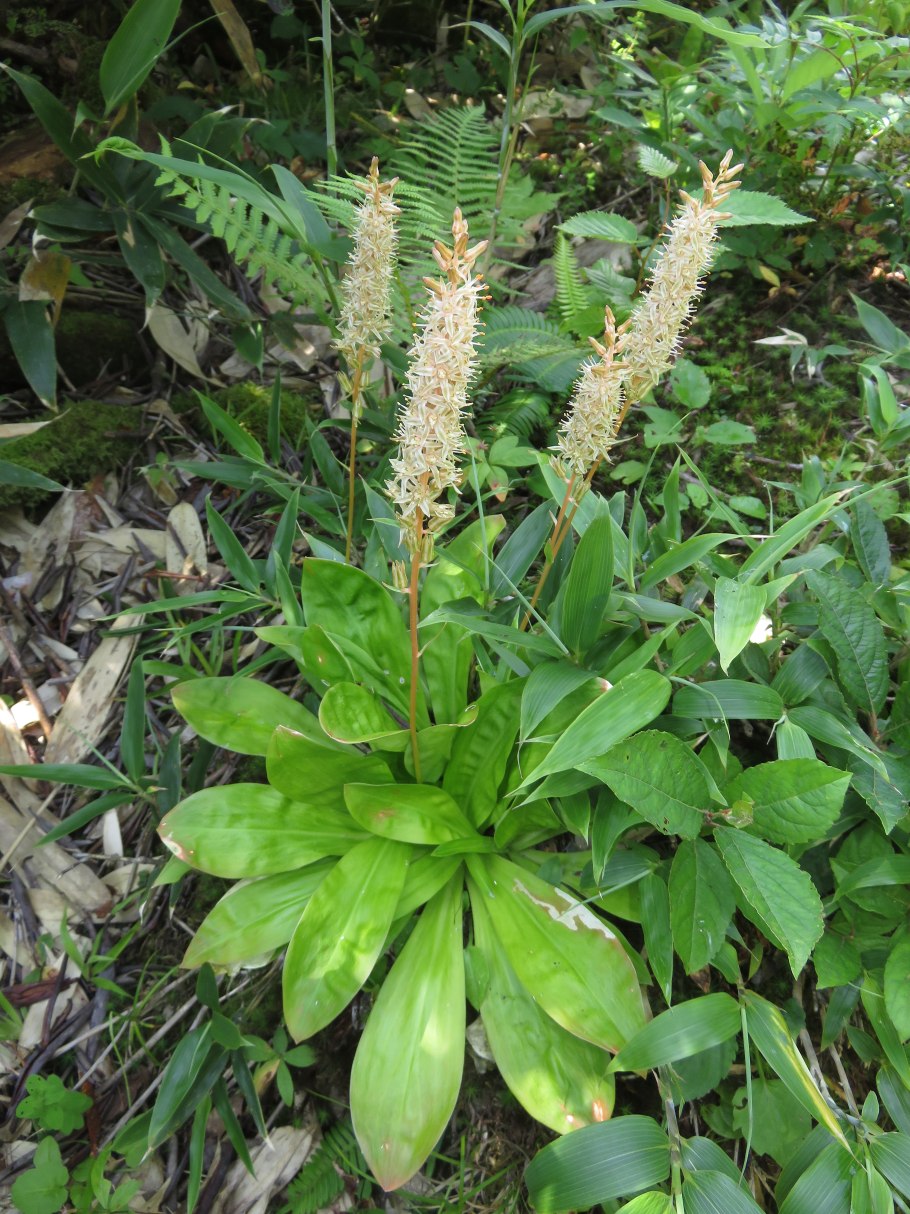 Нартециевые