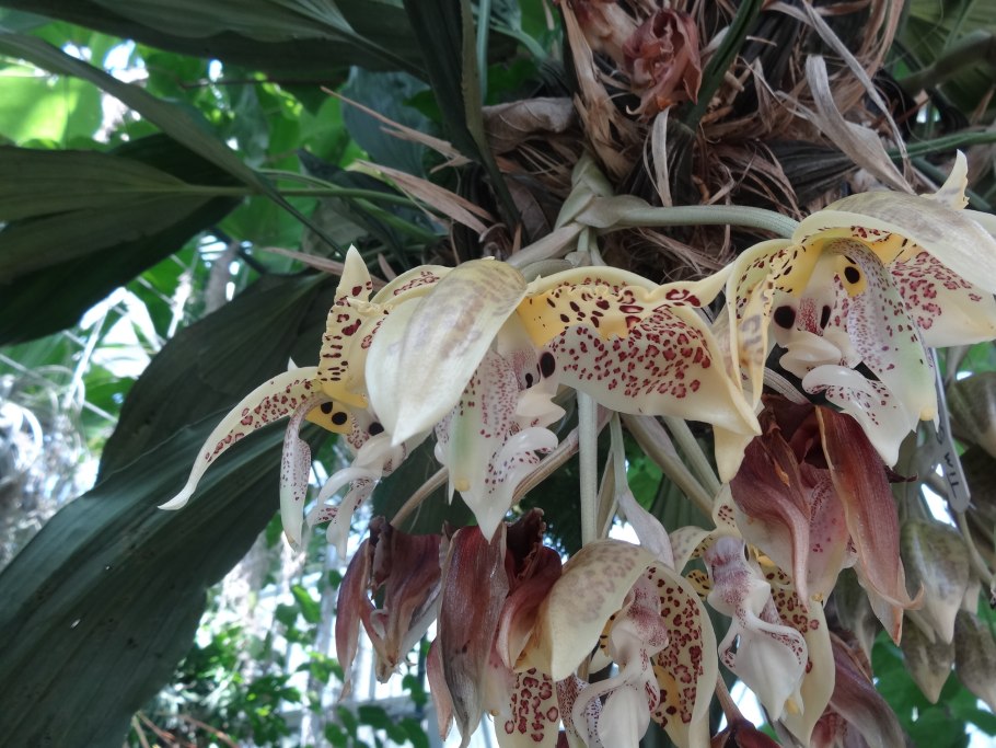 Стангопея Тигрина Орхидея