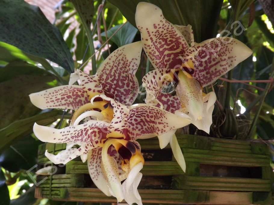 Стангопея Тигрина