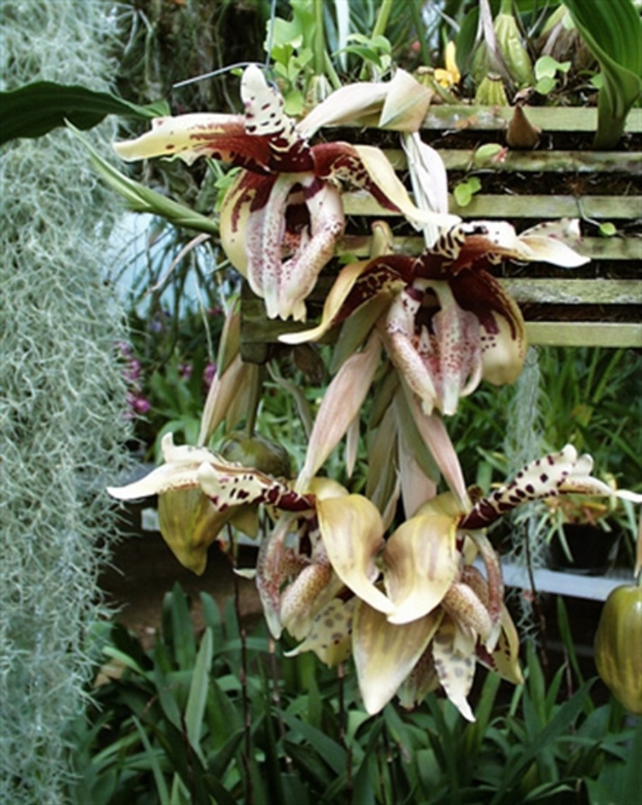 Стангопея Йениша