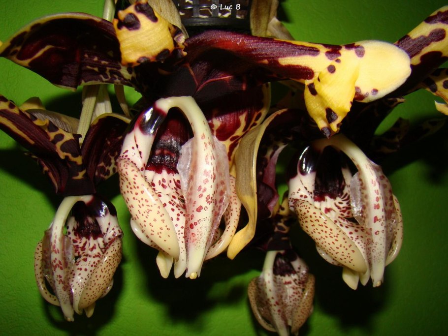Стангопея Тигрина Орхидея