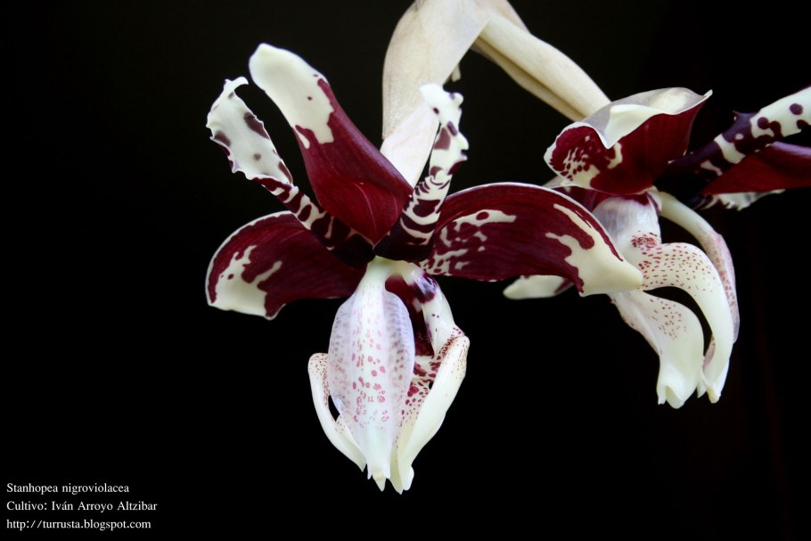 Экзотические растения Владивосток