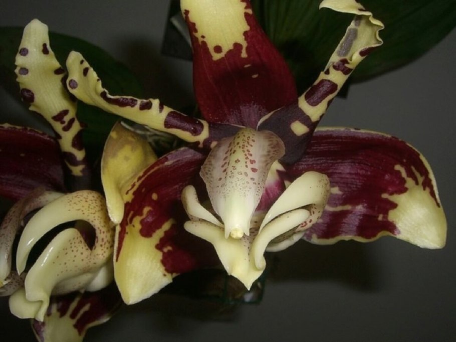 Стангопея Тигрина Орхидея
