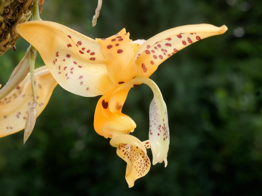 Stanhopea embreei Orange