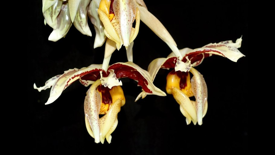 Стангопея Тигрина Орхидея