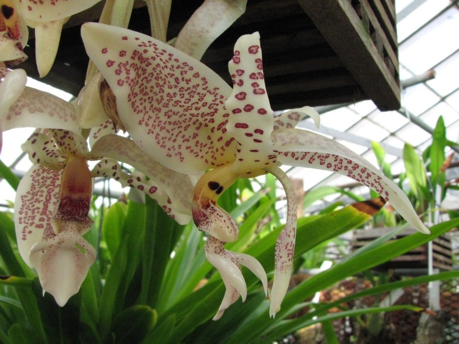 Стангопея окулата