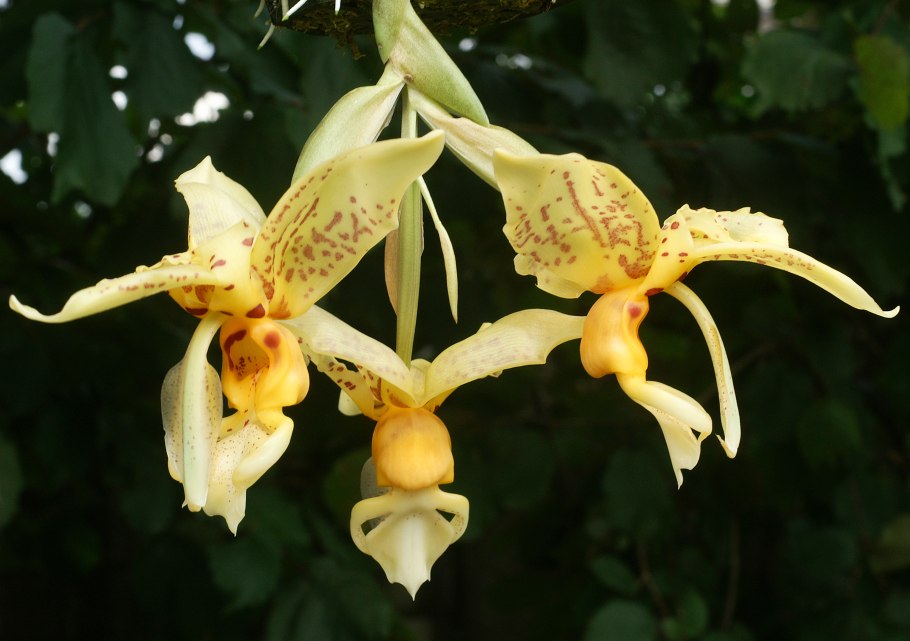 Stanhopea hernandezii