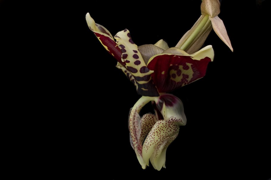 Орхидея бык стангопея