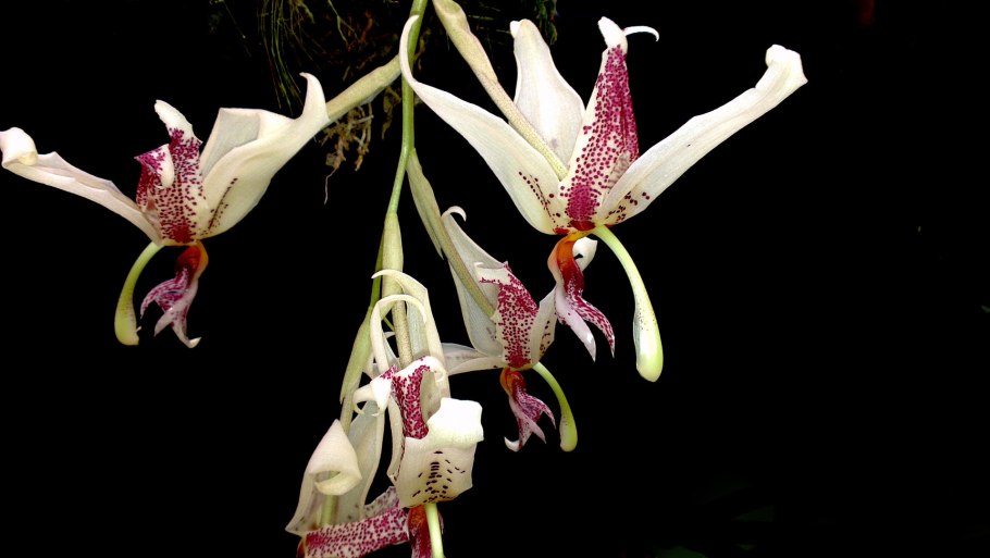 Стангопея конната