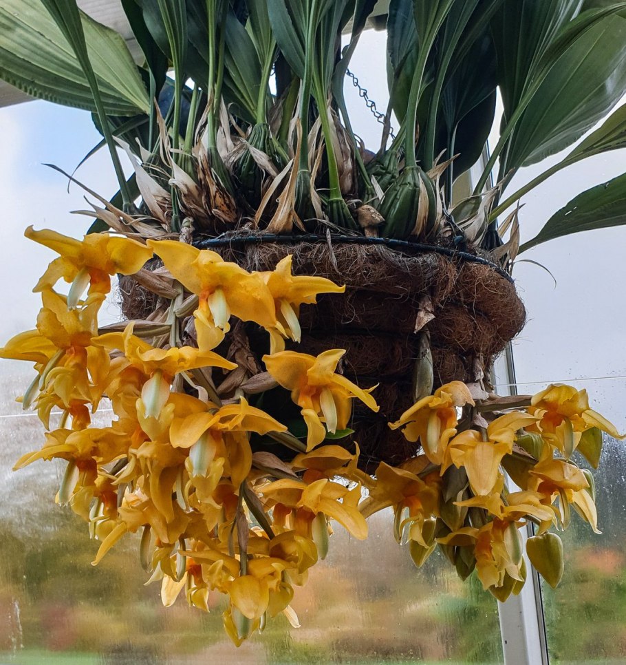 Стангопея Тигрина Орхидея