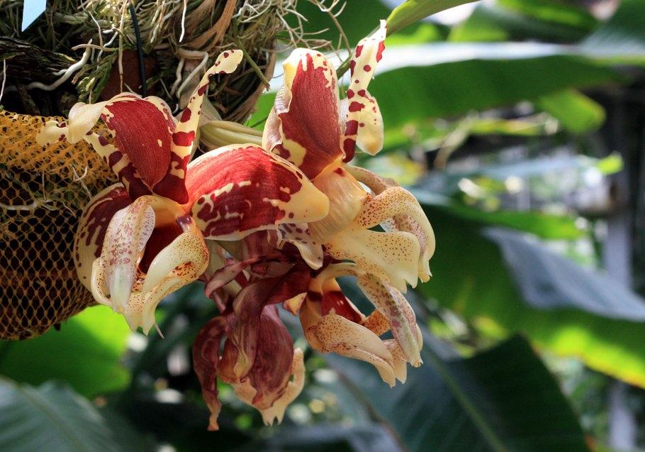 Stanhopea tigrina