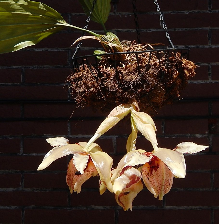 Stanhopea anfracta