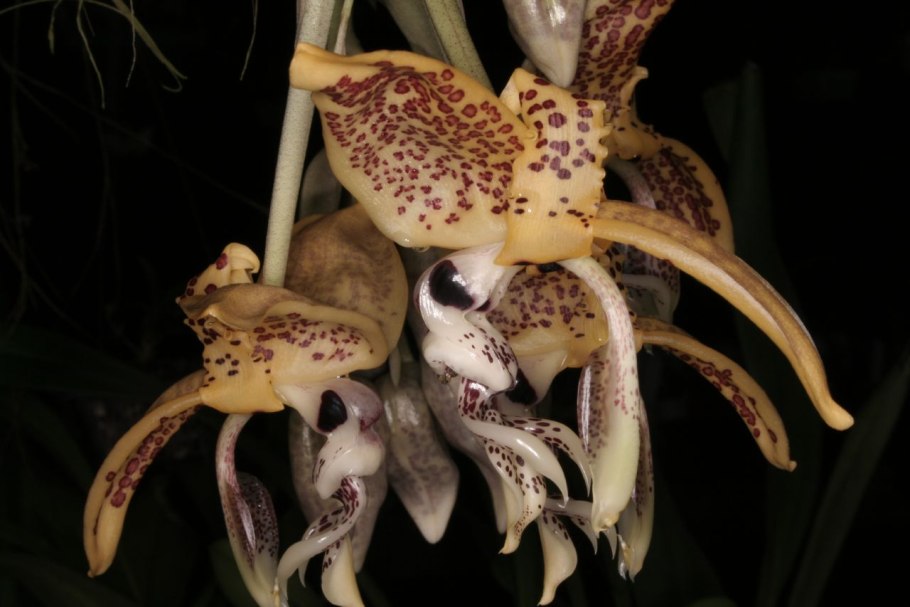 Japan Orchids illustration