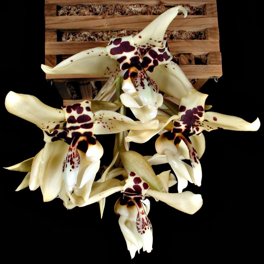 Стангопея Гравеоленс