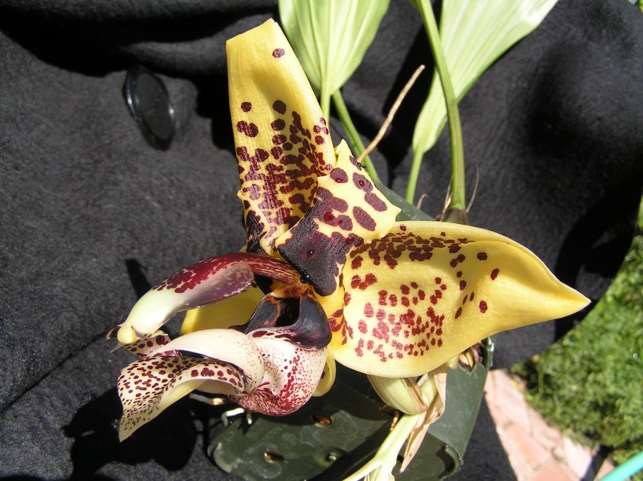 Stanhopea nigroviolacea