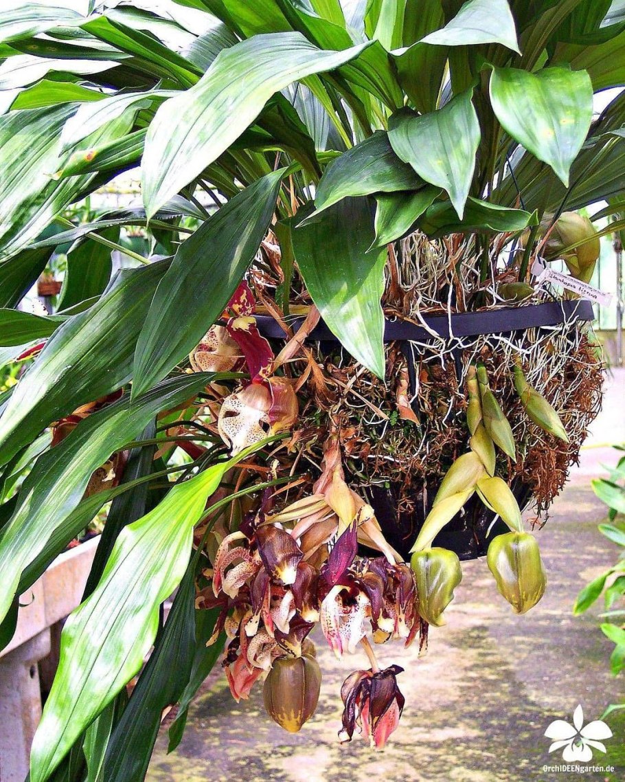 Стангопея Тигрина Орхидея