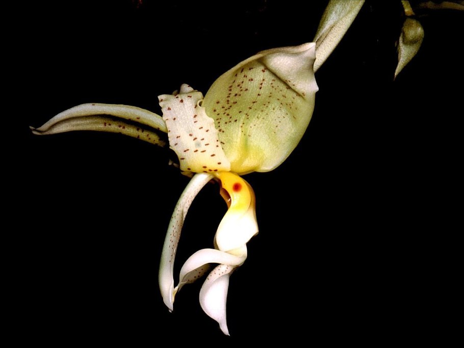 Stanhopea cornuta стангопея