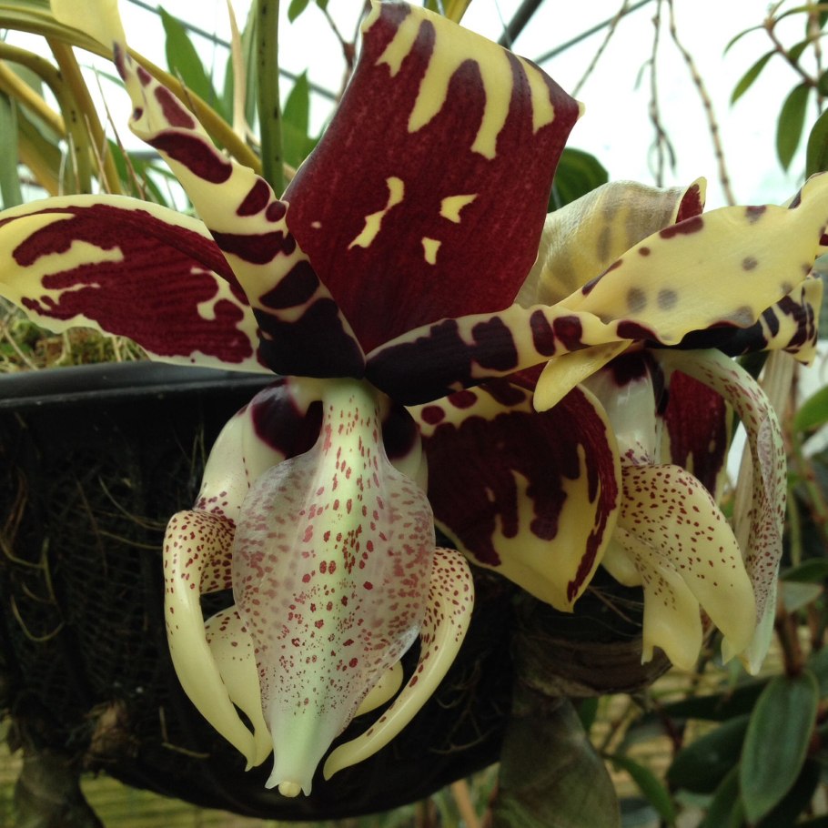 Орхидея бык стангопея