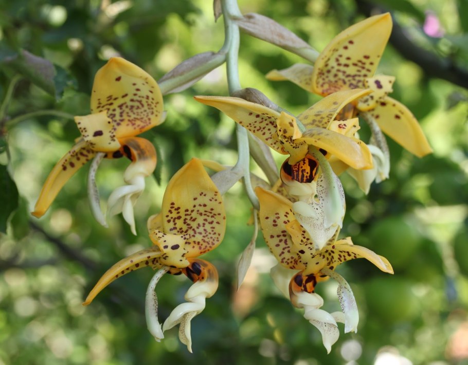 Stanhopea insignis