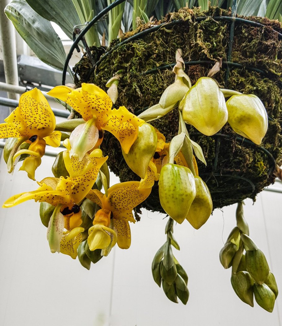 Stanhopea wardii