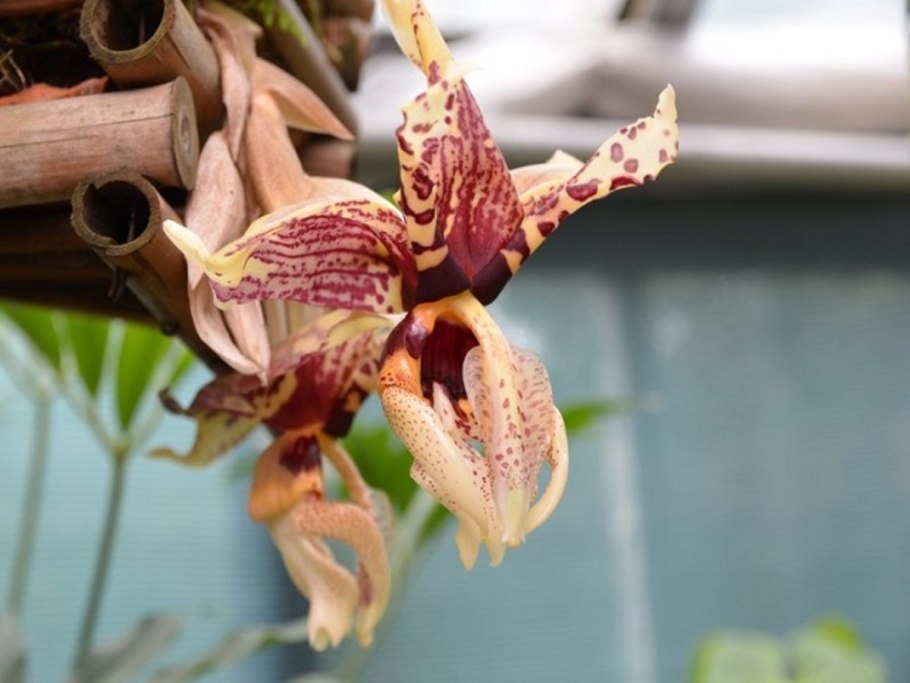 Stanhopea nigroviolacea