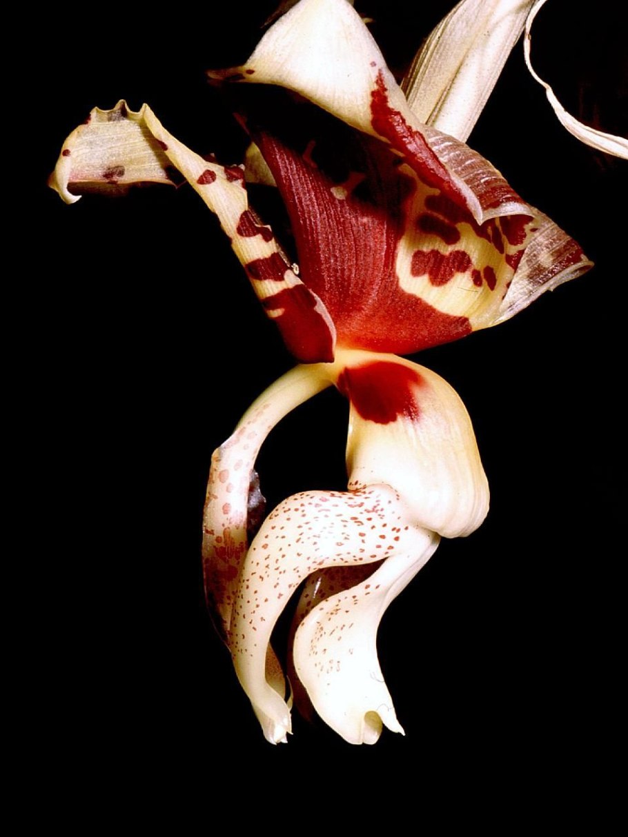 Орхидея стангопея Варди