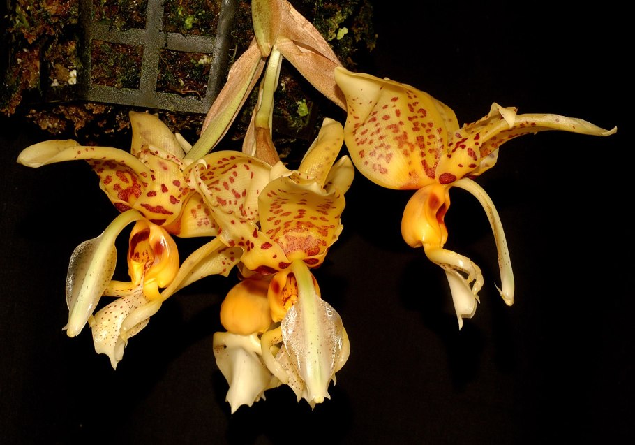 Орхидея Stanhopea oculata