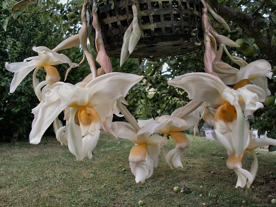 Орхидея стангопея хернандзи