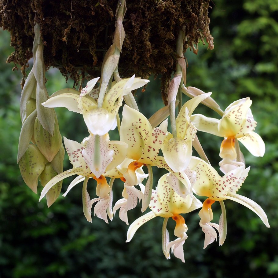 Стангопея Орхидея