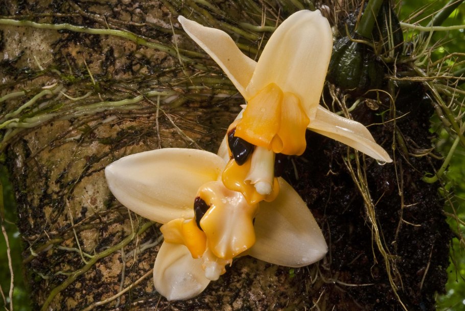 Стангопея Йениша