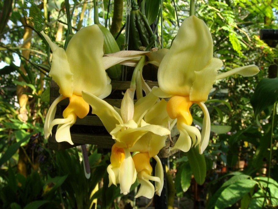 Stanhopea grandiflora x self