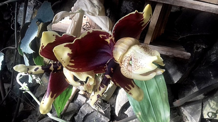 Стангопея Орхидея