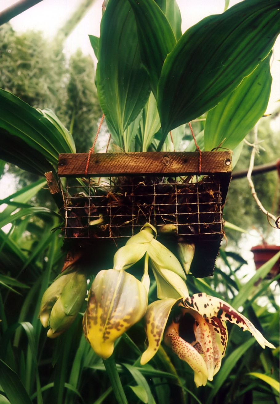 Stanhopea tigrina