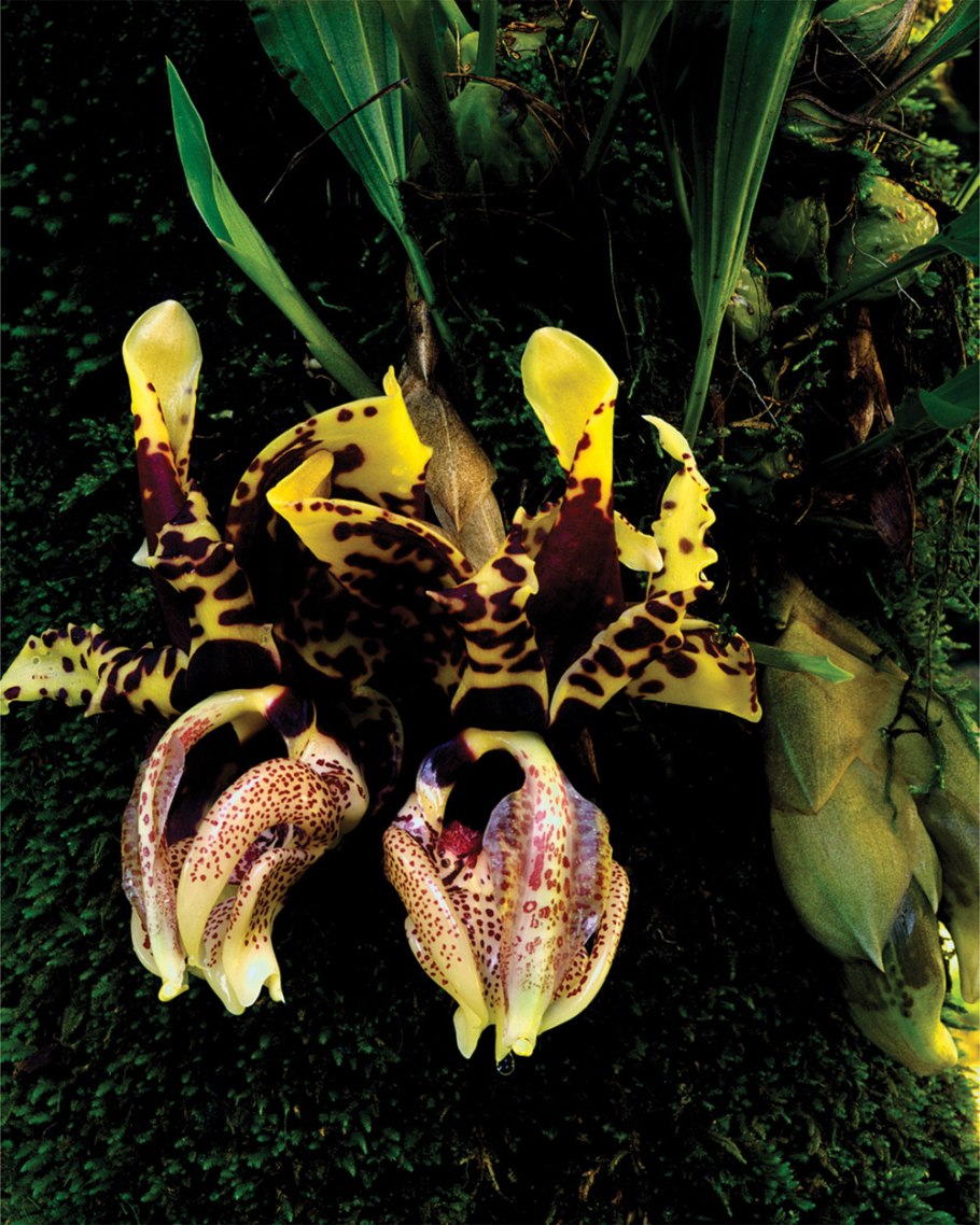 Стангопея тигрина