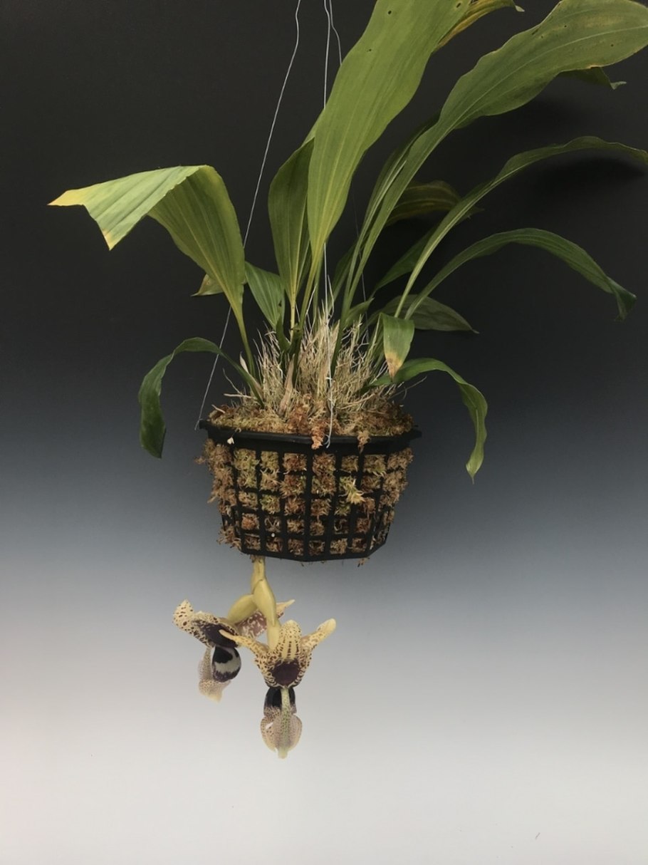 Стангопея орхидея