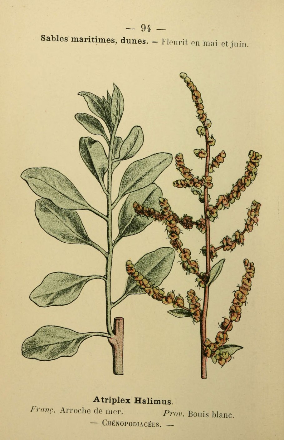 Атриплекс семибакката