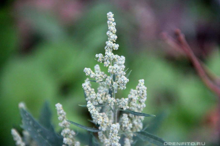 Kinoa Chenopodium Quinoa