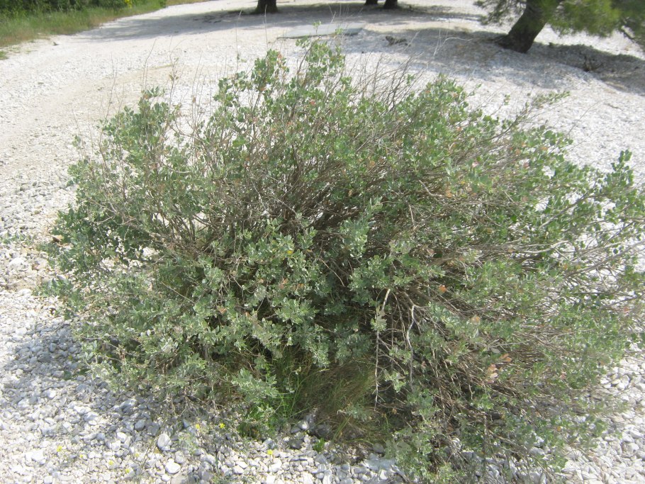 Shrubby Atriplex species