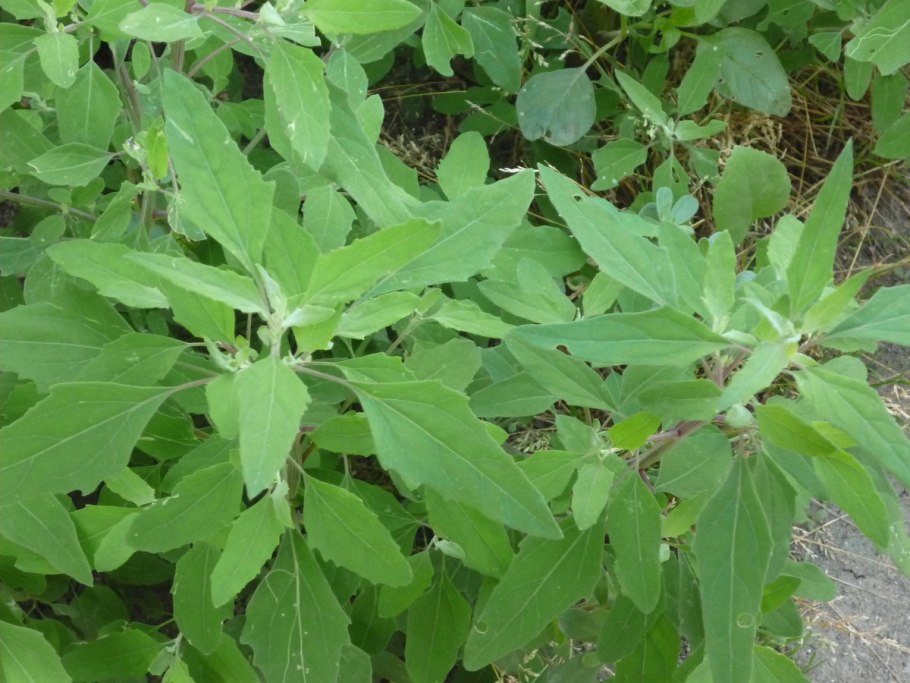 Лебеда (atriplex)