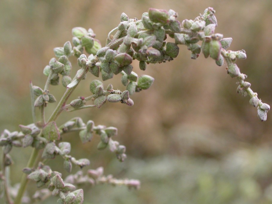 Лебеда соляная (Atriplex halimus)