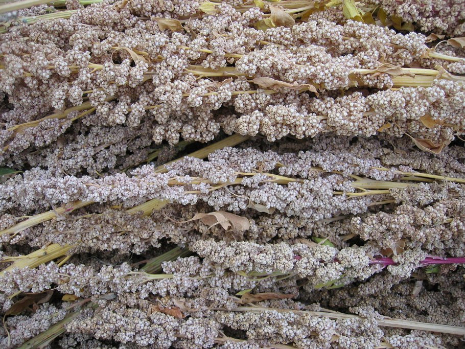 Chenopodium quinoa