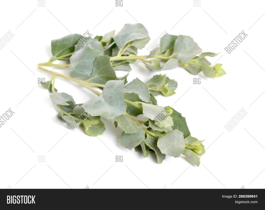 Atriplex confertifolia