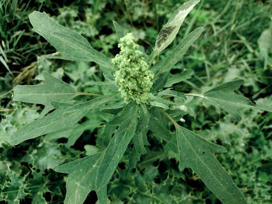 Марь сизая (chenopodium glaucum)